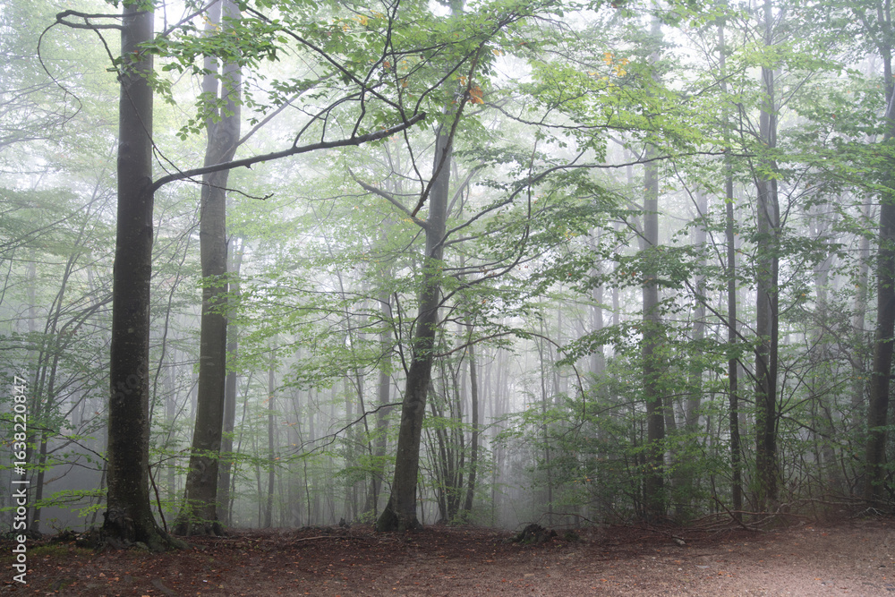 Obraz premium bosque místico