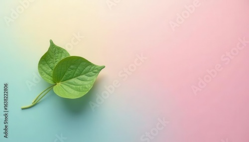 Pastel background, single leaf floats, soft shadow , mindfulness, summer