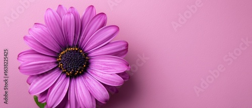 Vibrant Purple African Daisy on Soft Pink Background - Ideal for Floral Design, Decor, and Nature-themed Projects