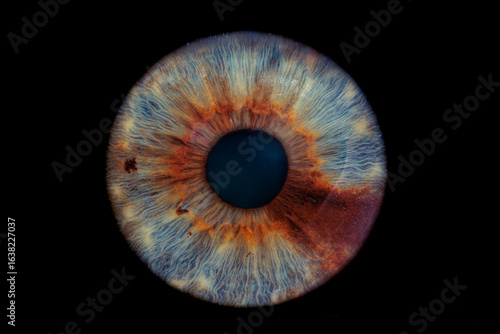 blue eye iris with a brown slice