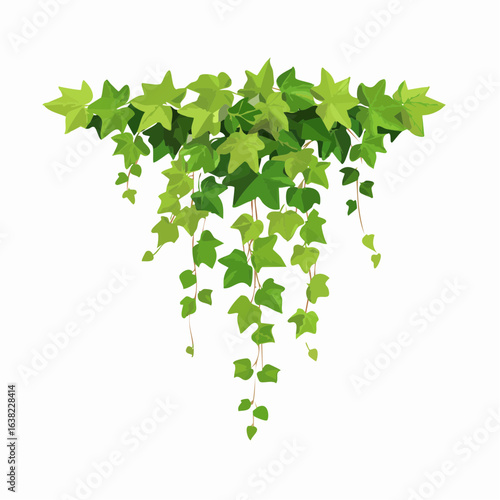 Green climbing ivy creeper branch isolated on white background. Hedera vine botanical design element. Vector illustration of hanging or wall climbing