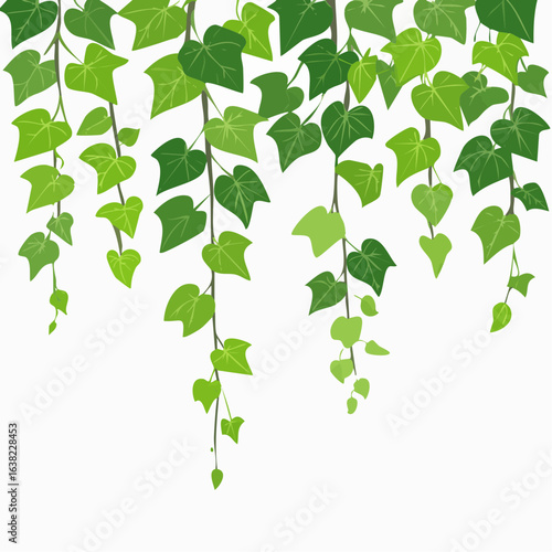 Green climbing ivy creeper branch isolated on white background. Hedera vine botanical design element. Vector illustration of hanging or wall climbing