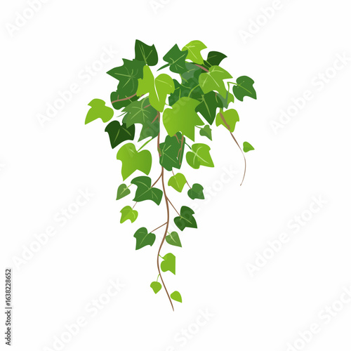 Green climbing ivy creeper branch isolated on white background. Hedera vine botanical design element. Vector illustration of hanging or wall climbing
