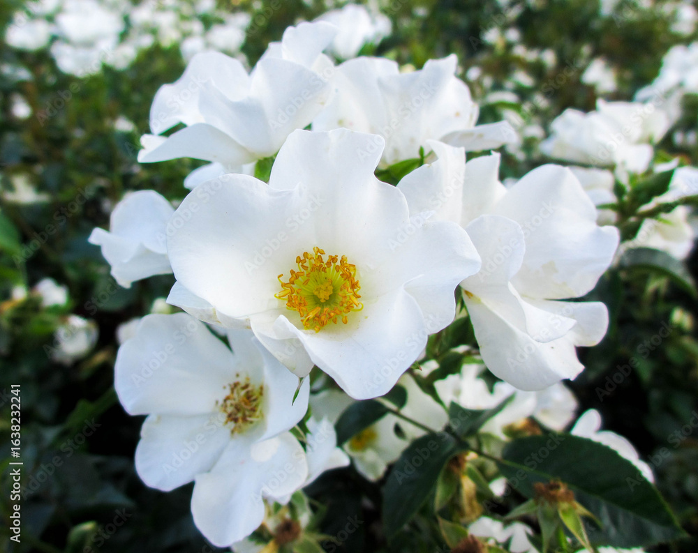 Fototapeta premium White Flowers Blooming. Chicago Botanic Gardens, IL, USA.