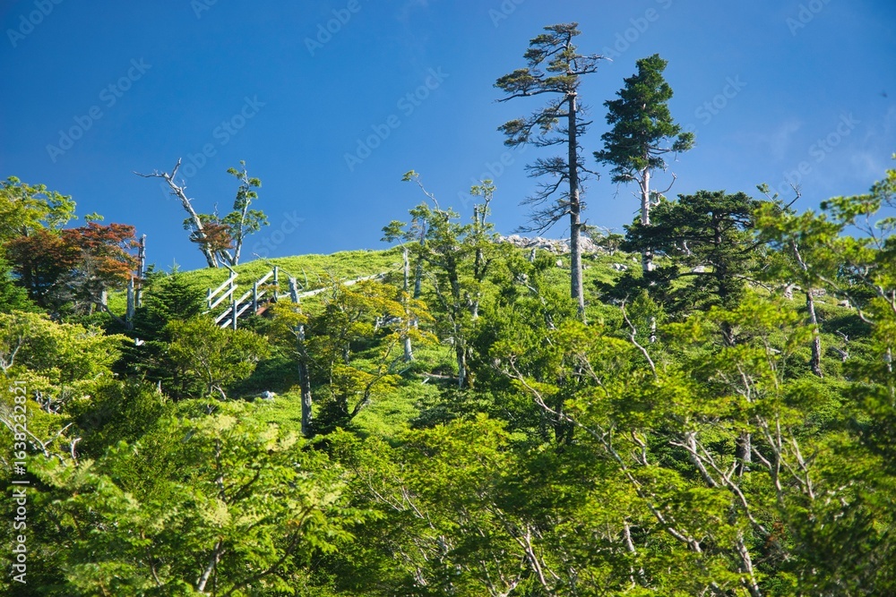 Fototapeta premium 大台ヶ原の風景 