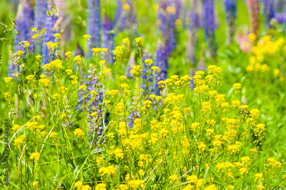 Obraz premium yellow purple background, photo of yellow and purple flowers on green meadow background