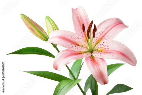 Delicate pink lily flower with green stems and leaves beautiful floral element isolated on transparent background