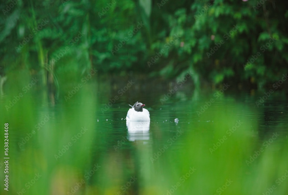 Naklejka premium A lone bird, possibly a Black-headed Gull, floats peacefully on the water, surrounded by lush greenery. The tranquil scene creates a sense of serenity