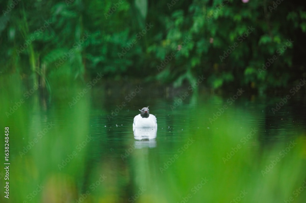 Naklejka premium A black-headed Gull relaxes in a pond. Sunlight reflects off the water as the bird floats serenely in its watery world. Green foliage blurs in foreground and behind