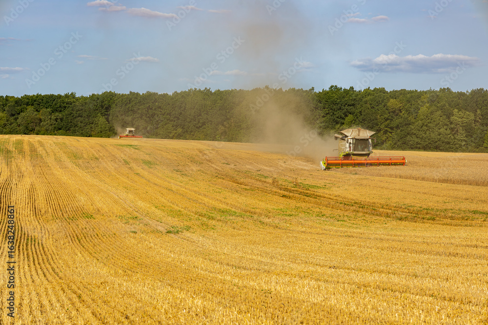 Fototapeta premium Two combine harvesters work diligently in a golden wheat field, gathering the crop under a clear blue sky with green trees in the background