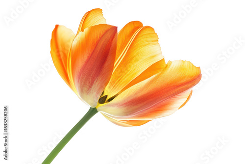 Vibrant orange and yellow tulip bloom with green stem isolated on transparent background