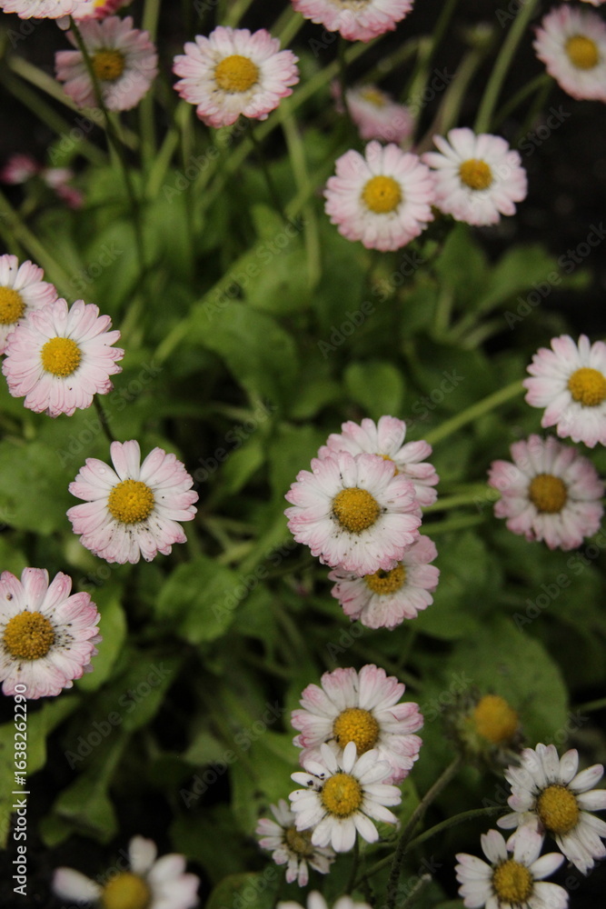 Fototapeta premium white daisies in a garden