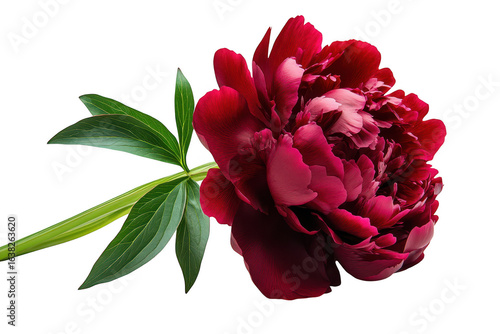 Fototapeta Naklejka Na Ścianę i Meble -  A lush deep red peony flower with vibrant green leaves on a stem isolated on transparent background