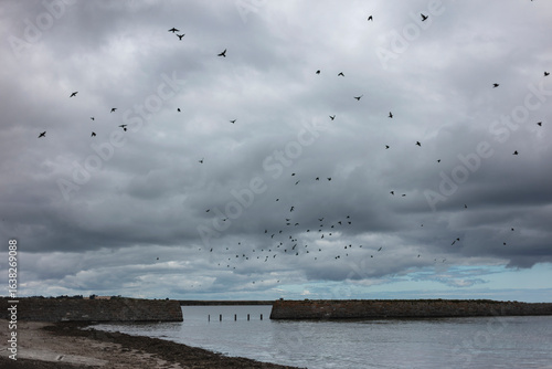 Large flock of birds flying over Dublin harbor with stone breakwaters visible below. Coastal wildlife scene with seabirds and maritime infrastructure.