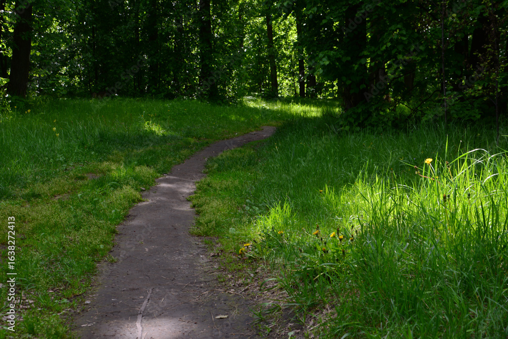 Fototapeta premium Winding Path Through Lush Green Forest in the shadow