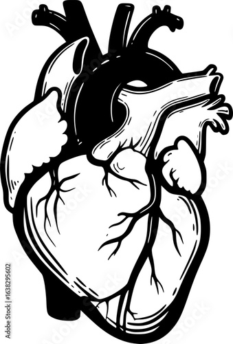 Anatomical Heart: A stylized, detailed anatomical illustration of a human heart, rendered in stark black and white, providing a striking visual representation of the body's central organ. 