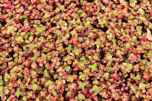 Wallpaper Mural Sedum in the botanical garden. Natural background Torontodigital.ca