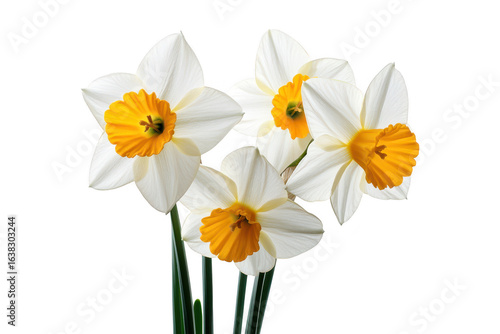 A cluster of delicate white daffodils with vibrant orange centers presented beautifully isolated on transparent background