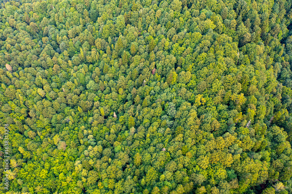 Naklejka premium Muszyna, Beskid Sądecki, las