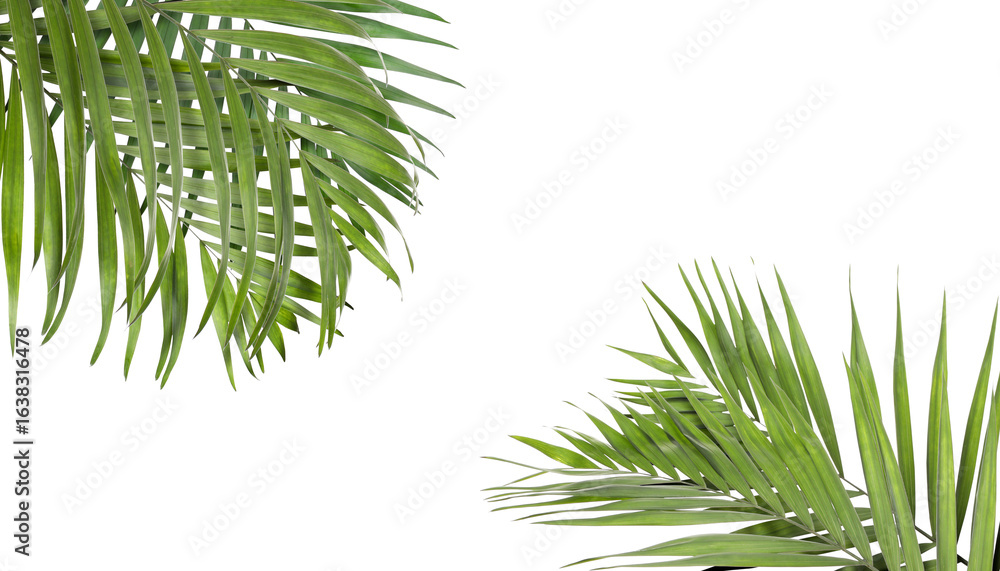 Fototapeta premium Bright green palm leaves on white background. Tropical plant