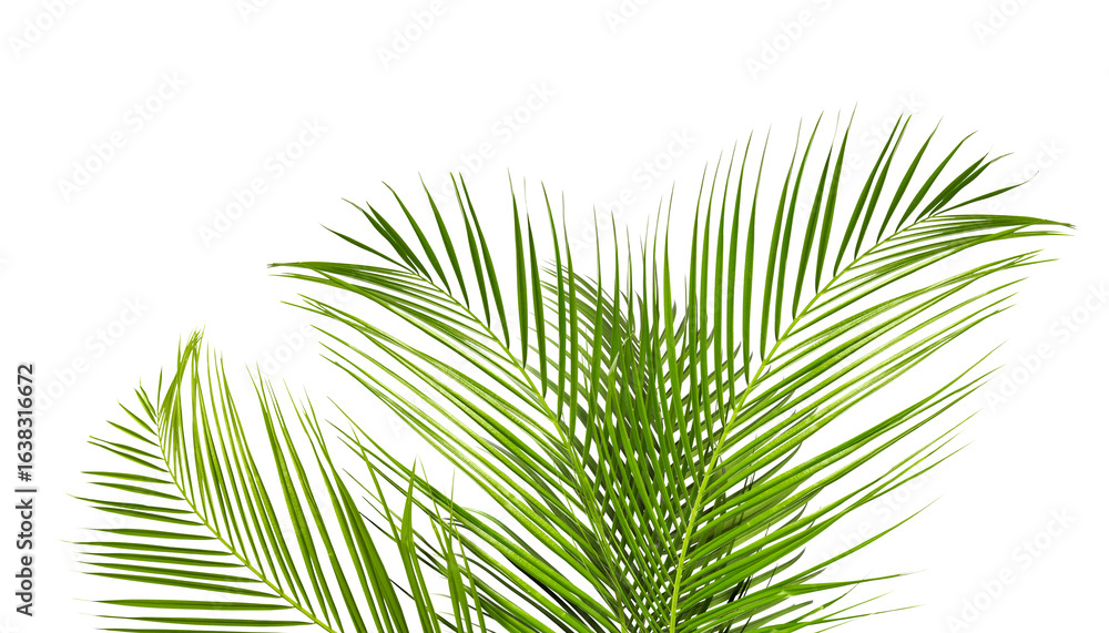 Obraz premium Bright green palm leaves on white background. Tropical plant