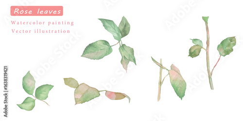 水彩で描いたバラの葉素材セット　ベクターイラスト