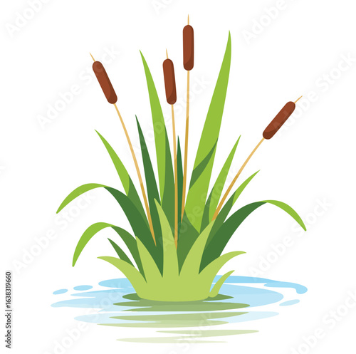 Potted cactus plants, isolated on a white background, show a variety of green leaves and prickly spikes