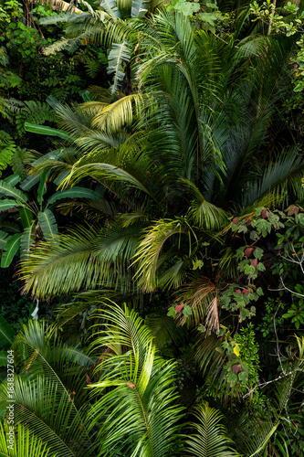 Lush tropical palm leaves with layered jungle greenery
