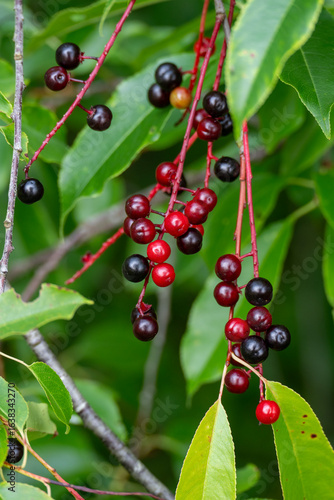 beautiful berries of the bird cherry (Prunus serotina)   