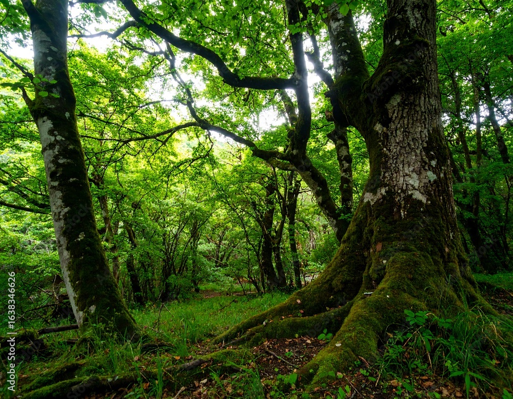 Naklejka premium Lush forest canopy with moss-covered trees