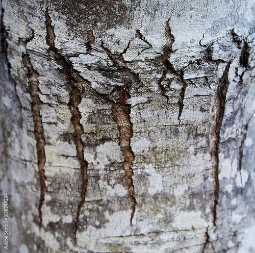 tree bark texture