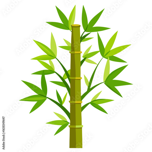 bamboo isolated on white background