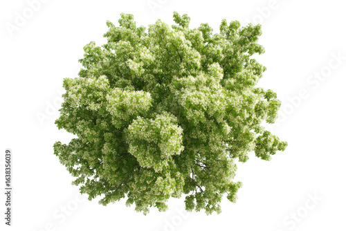 a green maple tree with white flowers, top view isolated on a white background, png, transparent