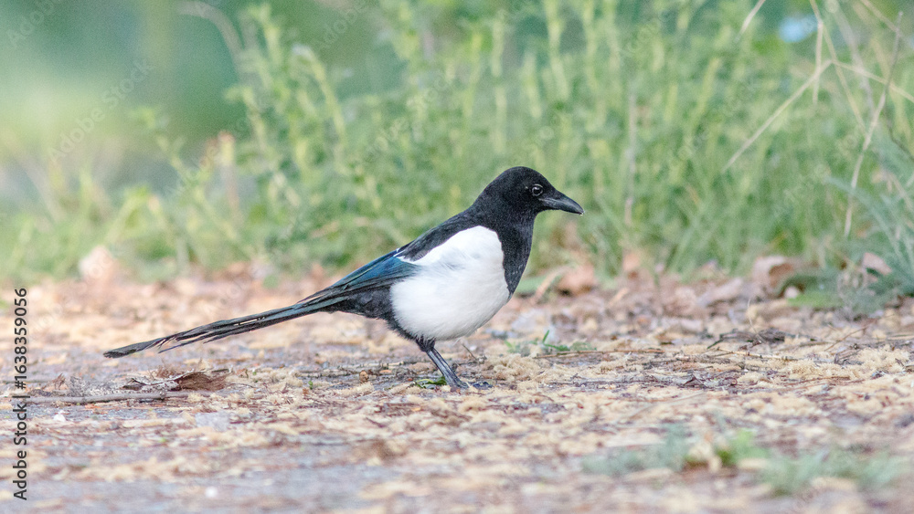 Fototapeta premium blackbird on the ground