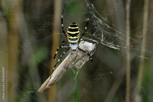 Φωτογραφία Wasp spider, Argiope bruennichi female with a large prey