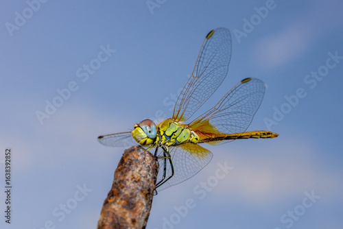 dragonfly on a branch