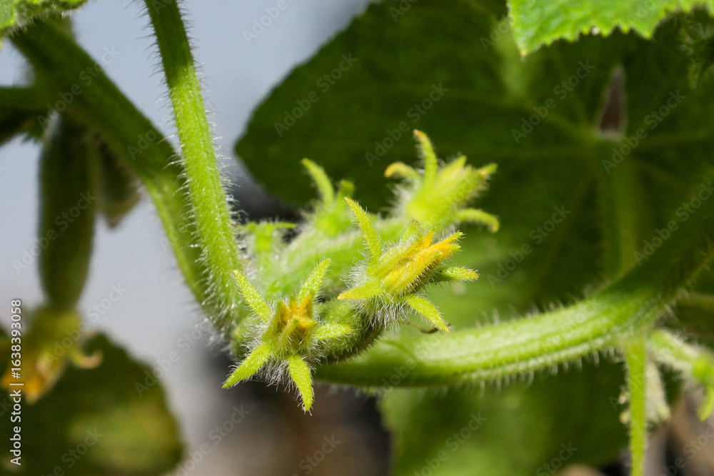 Naklejka premium Inflorescence on a cucumber bush 