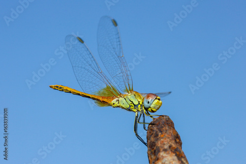 dragonfly on a branch