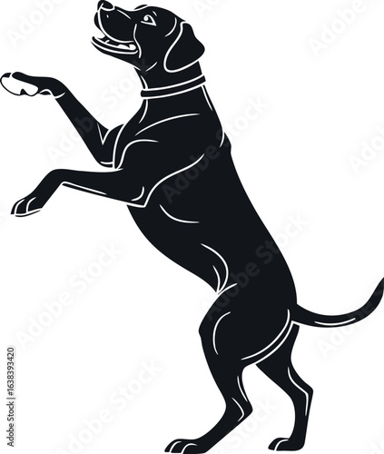 Black panther running, silhouette of a cat