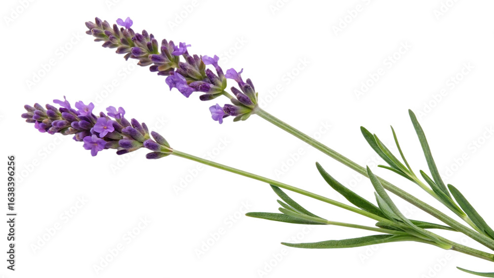 Fototapeta premium Delicate purple lavender sprigs with green leaves against a stark black background