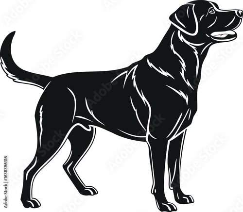 A portrait of a cute black and white purebred Labrador retriever dog on a white background