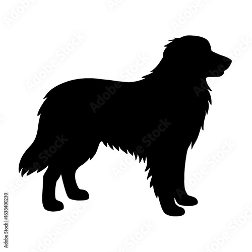 Design a black silhouette of a Pyrenean Shepherd white background clean vector shape