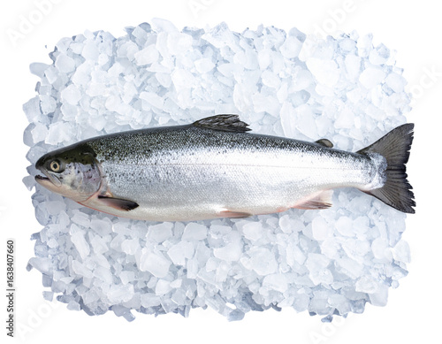 Fresh Whole Salmon Fish on Ice Bed, Top View, Transparent Background PNG