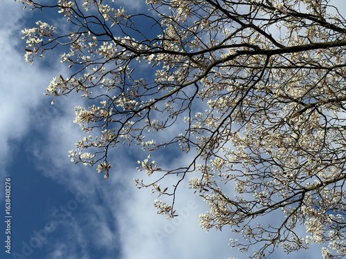 Prunus Prunus cerasus Sauerkirsche Schlehe Wilder Mandelbaum Kirschpflaume Tokio Kirsche Mandelblättrige Birne sour cherry blackthorn wild almond cherry plum Tokyo cherry almond-leaved pear Flower