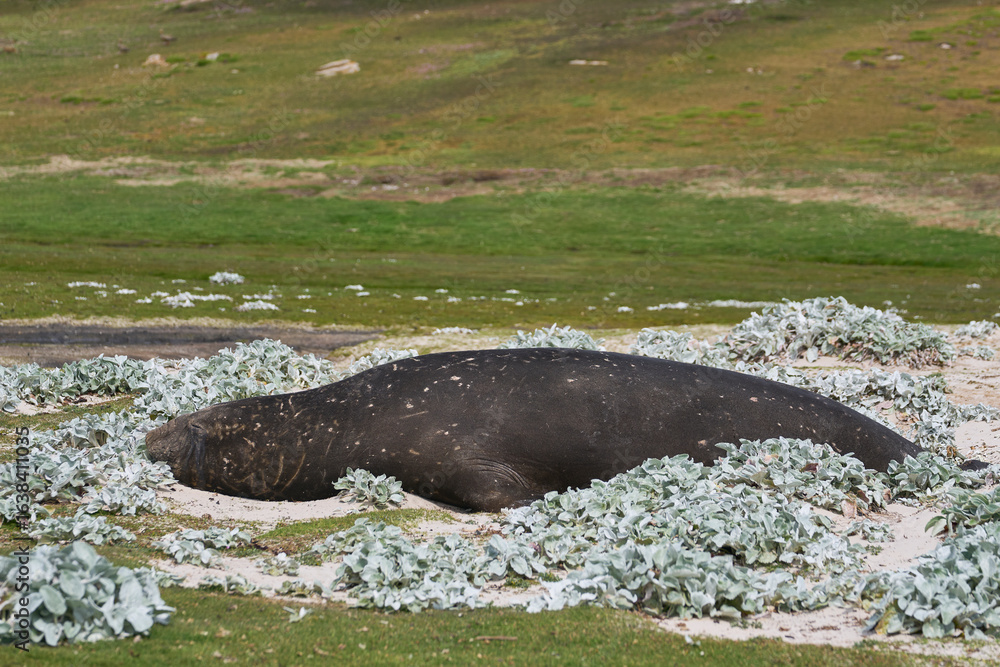 Fototapeta premium Southern Elephant Seal (Mirounga leonina) resting in a meadow on Carcass Island in the Falkland Islands.
