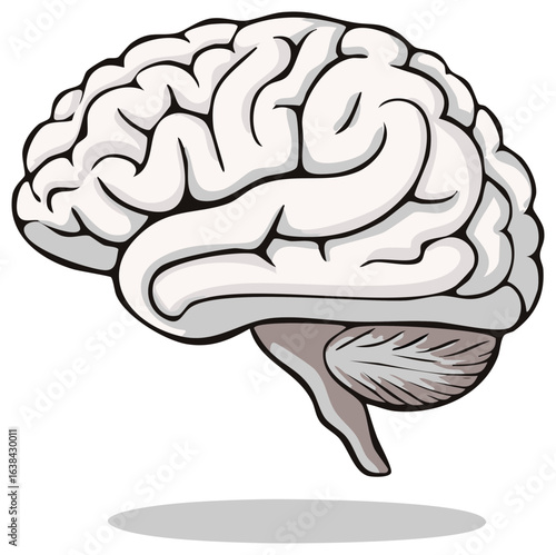 Stylized cartoon drawing of a human brain showing cerebral cortex and cerebellum