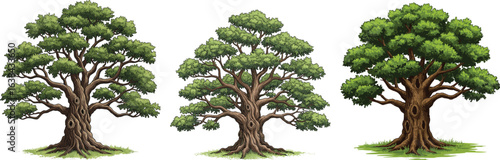 Large detailed green trees with thick trunks and lush foliage, nature landscape vector illustration, isolated on white background.