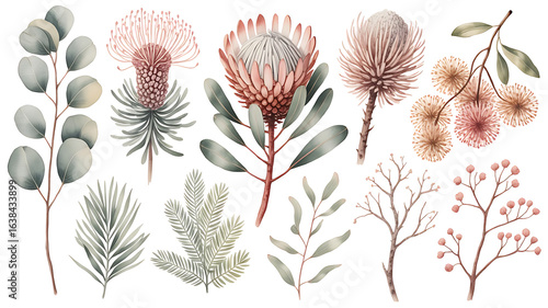 A delicate digital watercolor painting of a collection of protea flowers and eucalyptus branches. This botanical illustration features a variety of Australian native plants in soft, earthy tones. 