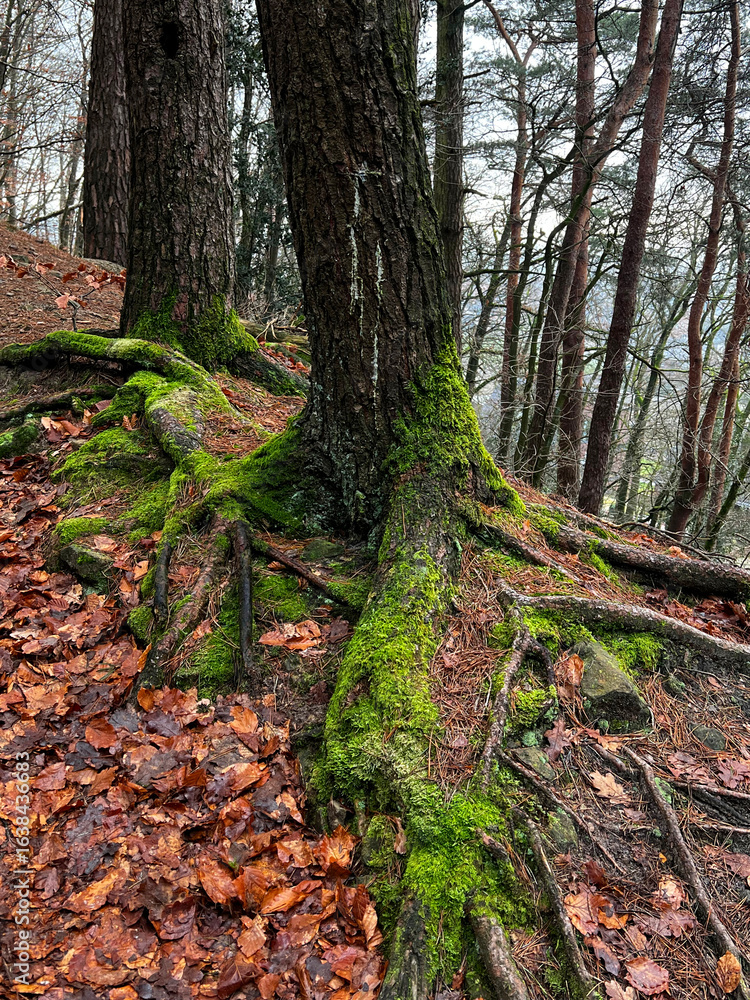 Obraz premium Tree roots in the forest of Bevergern, Germany