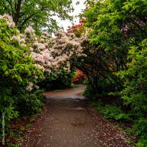 Scenic pathway through lush garden with blooming rhododendrons and verdant foliage